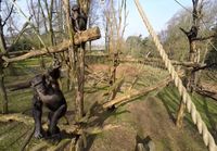 Simpanssit eivät pidä kuvaamisesta