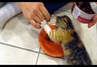 Kissanpojan ruokaan ei kosketa
