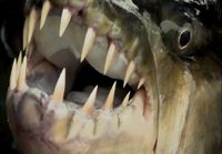 River Monsters-Goliath Tigerfish