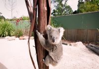 Koala innostuu kuvaajasta