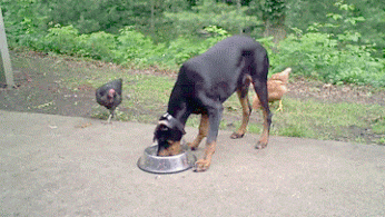 Siivellä eläjä - kana syö koiran ruuat
