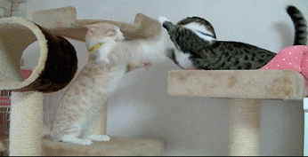 Kissatappelu - nyrkkeily matsi