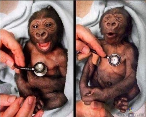 Uuh...se on kylmä - apinan reaktio stetoskooppiin