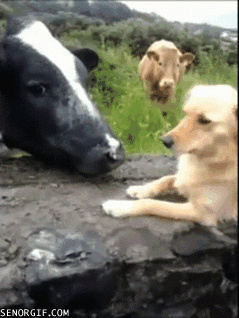 Kielari - koira ei tykkää lehmän pusuista