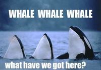 Whale indeed