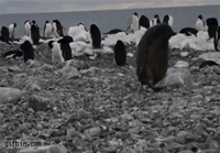 Pingviinin arki