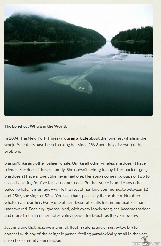 Loneliest whale in the world - Ei tunnu enää niin yksinäiseltä, eihän?