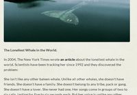 Loneliest whale in the world