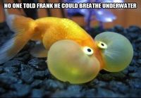 Damn it Frank........