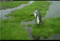 Pingviinin hyppy