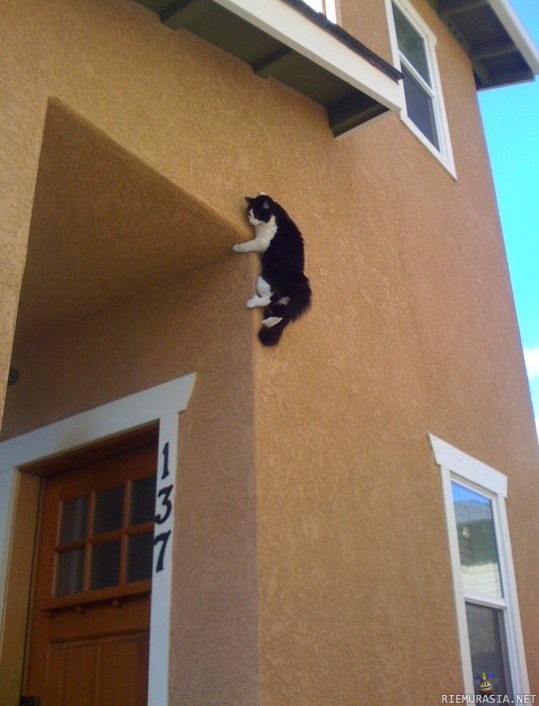 Ninja Cat