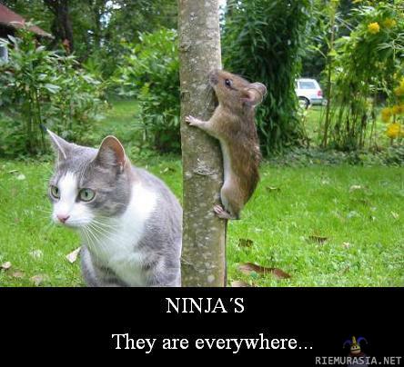 Ninja - Ninjat. Niitä on kaikkialla...