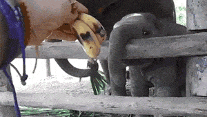 Norsu saa banaanin - otsikko kertoo kaiken oleellisen