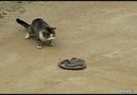Kissa vs käärme