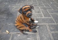 Tiger puppy