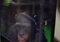 Simpanssin muistitesti