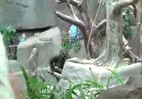Gorillat leikkii