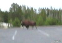 Woman Trampled By Bison At Yellowstone