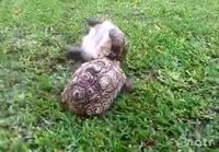 Hero turtle rescues upside down turtle