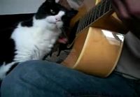 Kissa ja kitara
