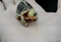 Kilpikonnan poikanen