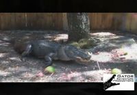 Alligator vs watermelon