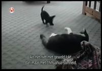 Koiran pentu varastaa kissalta maton