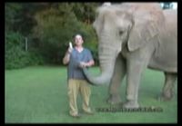 Huuliharppua soittava norsu