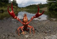 allmighty crab