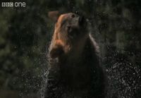 Bear shaking water in slow motion