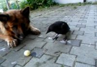 Korppi, koira ja pingispallo