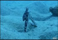 Mimic Octopus In Action
