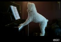 Koira soittaa pianoa ja laulaa