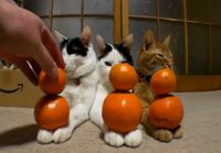 Kissat ja appelsiinit