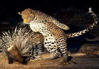 Piikkisika vs leopardi