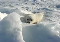 Little seal in the snow