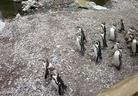 Socially Awkward Penguin: Hey, where\'d everybody go!?