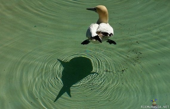 Shark_Bird_Shadow