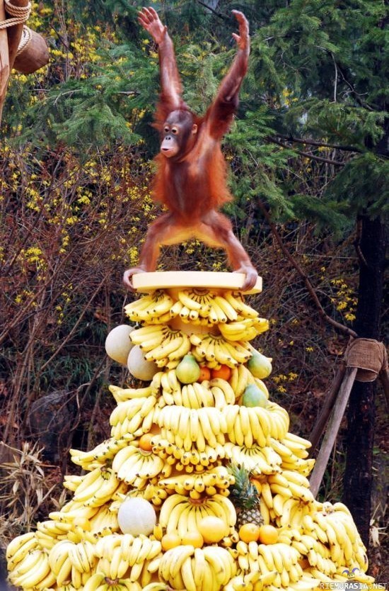 Banana king