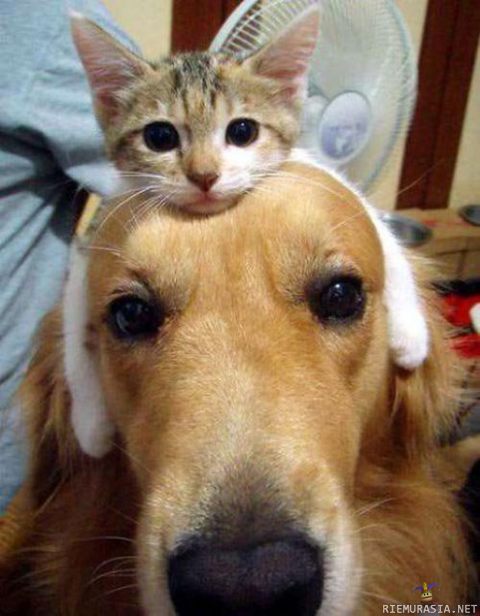 kissa ja koira