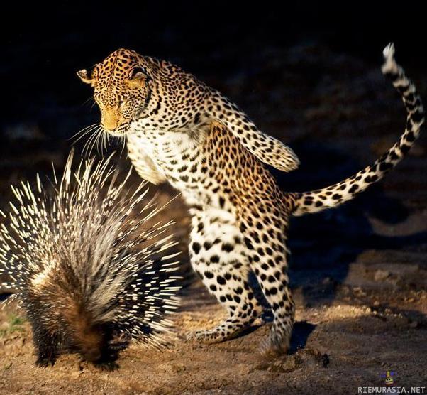 Piikkisika vs leopardi