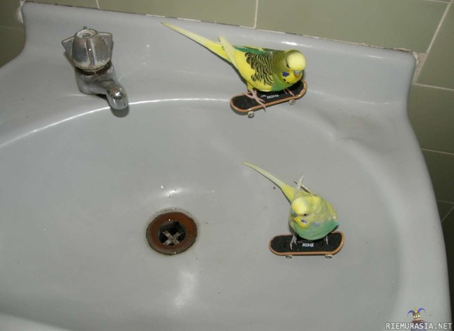 Birdsboard