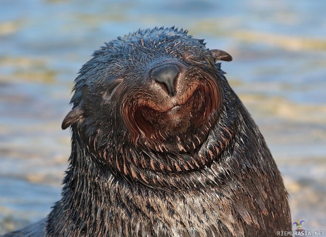 Happy seal - is happy