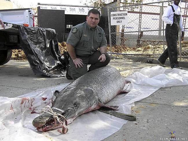 Alligaattoriluuhauki - 148,6 kiloa, yli 2,5 metriä pitkä. http://www.iltasanomat.fi/ulkomaat/Kalastajan%20verkkoon%20tarttui%20ihmehirvi%C3%B6%20j%C3%A4rvest%C3%A4/art-1288371941726.html