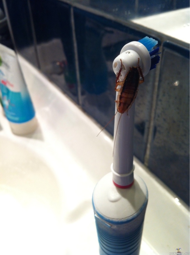 Torakka hammasharjassa - Taas käyttöä napalmille, eikä napalmikaan varmaan toimis koska torakka
