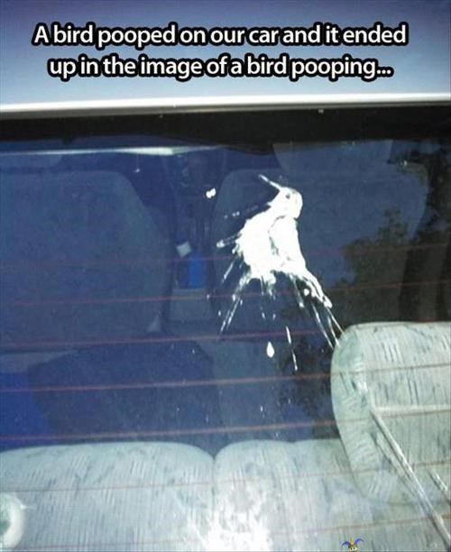 Lintu teki muotokuvansa - Lintu ulosti muotokuvansa auton tuulilasille