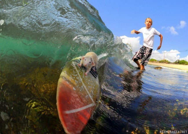 hiiri surffaa - &lt;a href=&quot;http://www.dailymail.co.uk/news/worldnews/article-1078449/Pictured-The-incredible-surfing-rats-taught-ride-4ft-waves.html&quot; target=&quot;_blank&quot;&gt;http://www.dailymail.co.uk/news/worldnews/article-1078449/Pictured-The-incredible-surfing-rats-taught-ride-4ft-waves.html&lt;/a&gt;