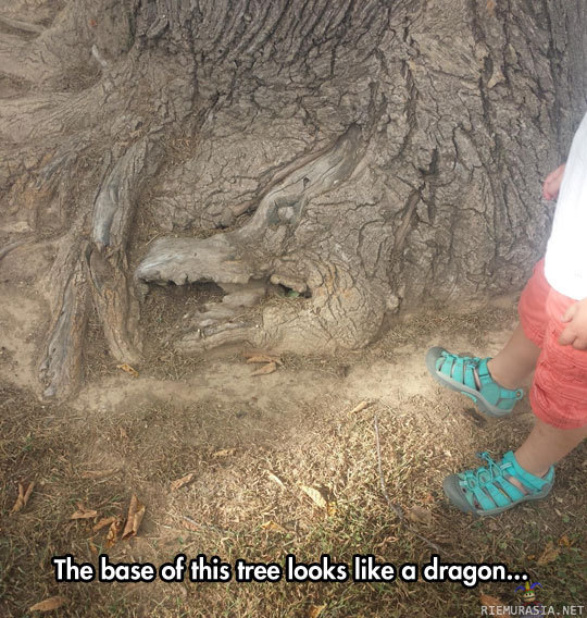 Lohikäärme puussa