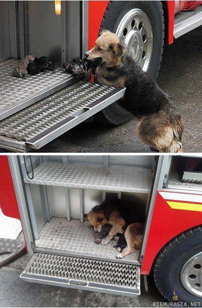 Koira pelasti pentunsa palavasta talosta ja vei ne turvaan paloautoon.