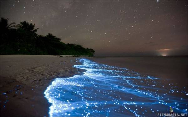 Bioluminoivaa levää Malediiveilla
